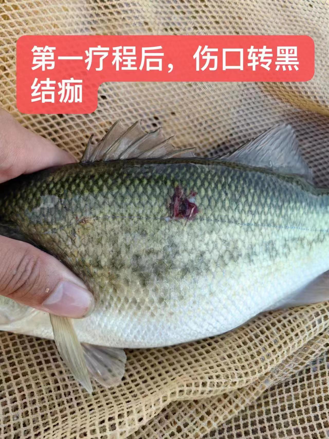 水產(chǎn)養(yǎng)殖納米銀抗菌水溶液實用反饋，效果明顯！